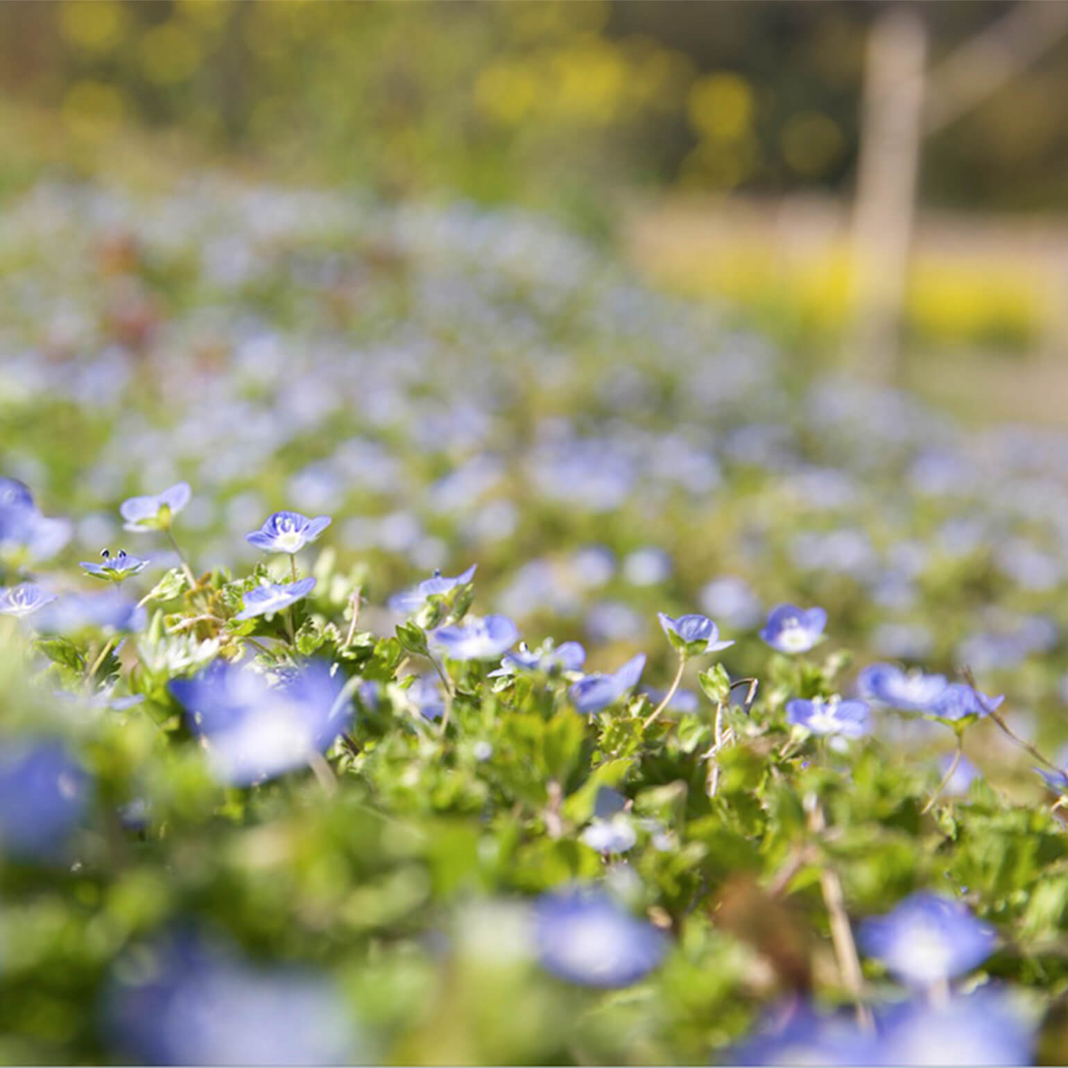たねやの二十四節気：花便り