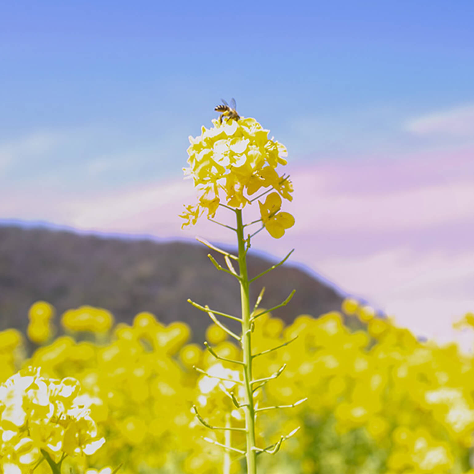 たねやの二十四節気：花便り