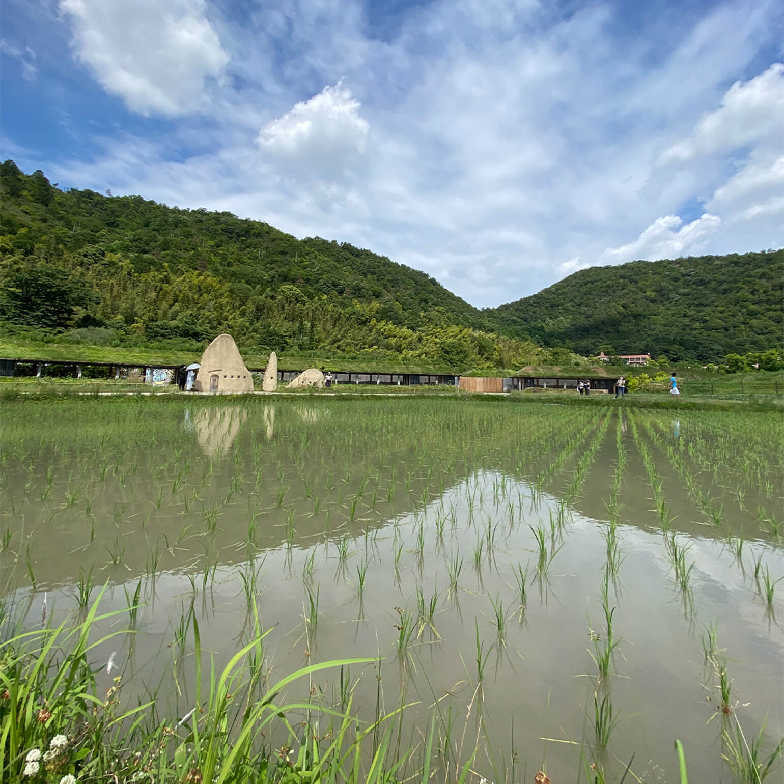 たねやの二十四節気：青田風