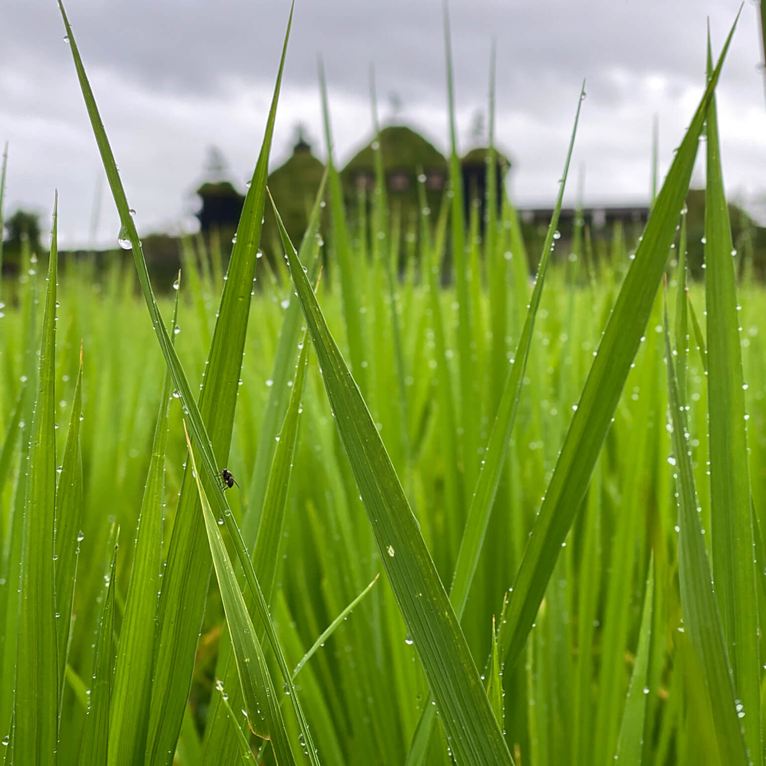 たねやの二十四節気：草屋根