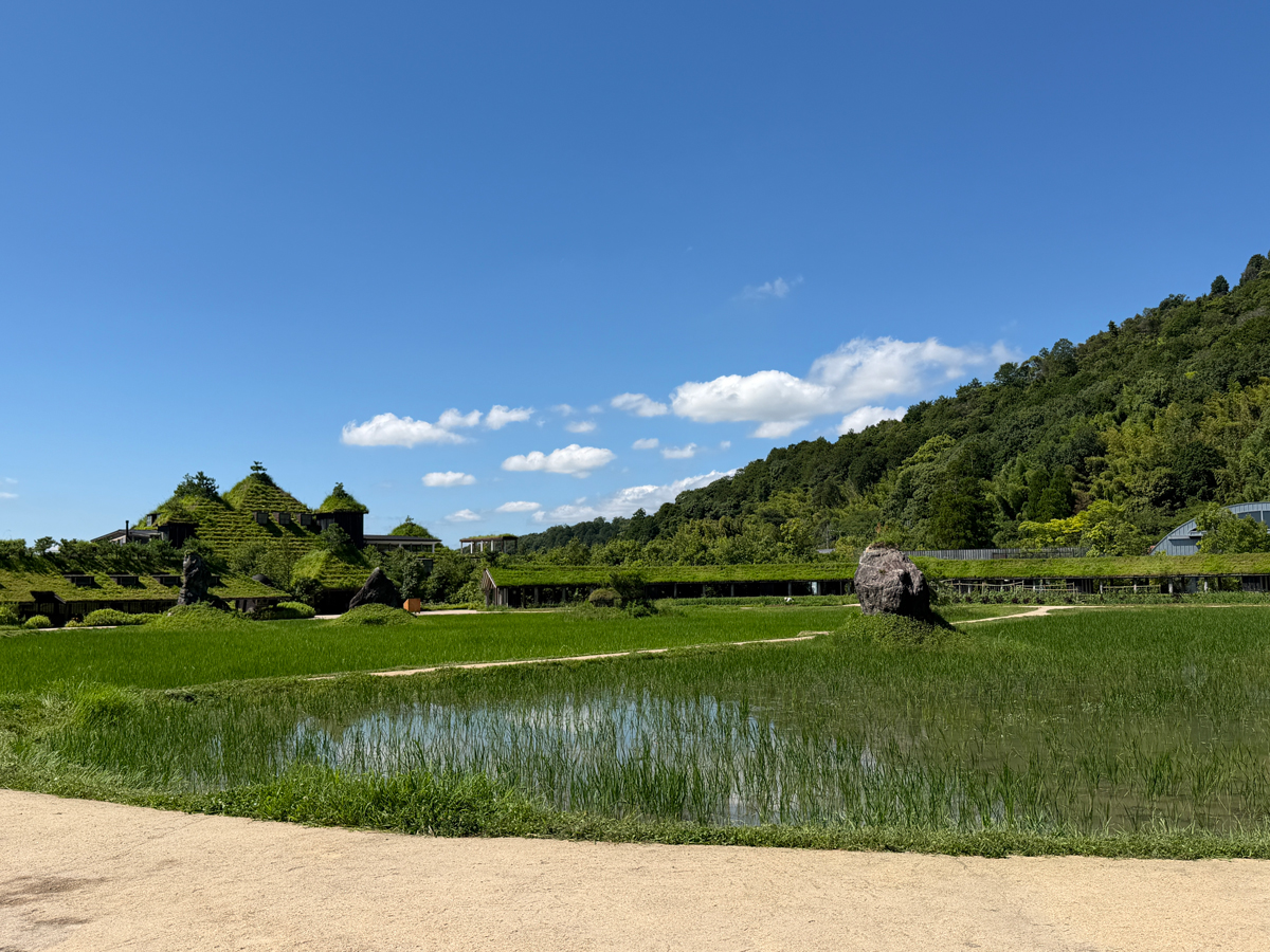田んぼと草屋根